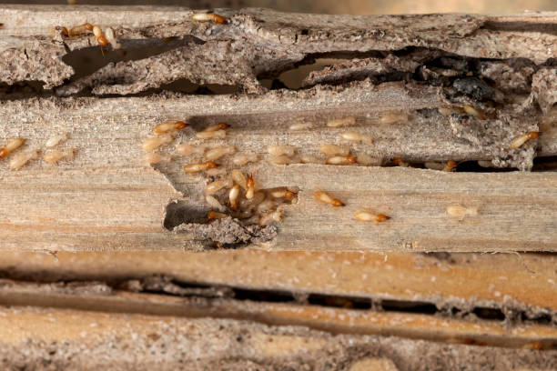 Best Termite Control Services  in Cullman, AL